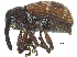  ( - CCDB-28938-C07)  @15 [ ] CreativeCommons - Attribution (2015) CBG Photography Group Centre for Biodiversity Genomics
