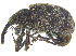 (Anthonomini - CCDB-28938-C08)  @15 [ ] CreativeCommons - Attribution (2015) CBG Photography Group Centre for Biodiversity Genomics