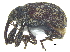  ( - CCDB-28938-C09)  @11 [ ] CreativeCommons - Attribution (2015) CBG Photography Group Centre for Biodiversity Genomics