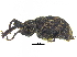  ( - CCDB-28938-C10)  @11 [ ] CreativeCommons - Attribution (2015) CBG Photography Group Centre for Biodiversity Genomics