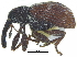  (Anthonomus subfasciatus - CCDB-28938-C11)  @11 [ ] CreativeCommons - Attribution (2015) CBG Photography Group Centre for Biodiversity Genomics
