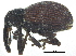  ( - CCDB-28938-C12)  @11 [ ] CreativeCommons - Attribution (2015) CBG Photography Group Centre for Biodiversity Genomics
