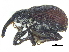 ( - CCDB-28938-D02)  @11 [ ] CreativeCommons - Attribution (2015) CBG Photography Group Centre for Biodiversity Genomics