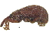  ( - CCDB-28938-D06)  @11 [ ] CreativeCommons - Attribution (2015) CBG Photography Group Centre for Biodiversity Genomics