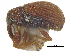  (Pseudanthonomus seriesetosus - CCDB-28938-D10)  @11 [ ] CreativeCommons - Attribution (2015) CBG Photography Group Centre for Biodiversity Genomics