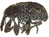  ( - CCDB-28938-D12)  @11 [ ] CreativeCommons - Attribution (2015) CBG Photography Group Centre for Biodiversity Genomics