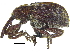  ( - CCDB-28938-E01)  @11 [ ] CreativeCommons - Attribution (2015) CBG Photography Group Centre for Biodiversity Genomics