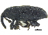  (Pseudobaris nigrina - CCDB-28938-G06)  @11 [ ] CreativeCommons - Attribution (2015) CBG Photography Group Centre for Biodiversity Genomics