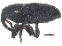  ( - CCDB-28938-G07)  @11 [ ] CreativeCommons - Attribution (2015) CBG Photography Group Centre for Biodiversity Genomics