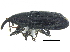  ( - CCDB-28938-G12)  @11 [ ] CreativeCommons - Attribution (2015) CBG Photography Group Centre for Biodiversity Genomics