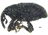  (Idiostethus - CCDB-28938-H01)  @11 [ ] CreativeCommons - Attribution (2015) CBG Photography Group Centre for Biodiversity Genomics