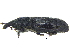  ( - CCDB-28938-H06)  @11 [ ] CreativeCommons - Attribution (2015) CBG Photography Group Centre for Biodiversity Genomics