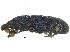  ( - CCDB-28938-H07)  @11 [ ] CreativeCommons - Attribution (2015) CBG Photography Group Centre for Biodiversity Genomics
