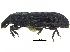  ( - CCDB-28938-H08)  @11 [ ] CreativeCommons - Attribution (2015) CBG Photography Group Centre for Biodiversity Genomics