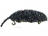  ( - CCDB-28938-H10)  @11 [ ] CreativeCommons - Attribution (2015) CBG Photography Group Centre for Biodiversity Genomics