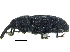  ( - CCDB-28938-H11)  @11 [ ] CreativeCommons - Attribution (2015) CBG Photography Group Centre for Biodiversity Genomics