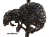  ( - CCDB-28939-B08)  @11 [ ] CreativeCommons - Attribution (2015) CBG Photography Group Centre for Biodiversity Genomics