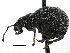  ( - CCDB-28939-B09)  @11 [ ] CreativeCommons - Attribution (2015) CBG Photography Group Centre for Biodiversity Genomics