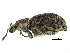  (Aphrastus taeniatus - CCDB-28939-C01)  @11 [ ] CreativeCommons - Attribution (2015) CBG Photography Group Centre for Biodiversity Genomics