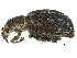  ( - CCDB-28939-C02)  @11 [ ] CreativeCommons - Attribution (2015) CBG Photography Group Centre for Biodiversity Genomics