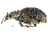  ( - CCDB-28939-C03)  @11 [ ] CreativeCommons - Attribution (2015) CBG Photography Group Centre for Biodiversity Genomics