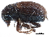  ( - CCDB-28939-D11)  @11 [ ] CreativeCommons - Attribution (2015) CBG Photography Group Centre for Biodiversity Genomics