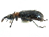  (Eugnamptus punctatus - CCDB-28939-E08)  @13 [ ] CreativeCommons - Attribution (2015) CBG Photography Group Centre for Biodiversity Genomics