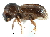  ( - CCDB-28939-E12)  @11 [ ] CreativeCommons - Attribution (2015) CBG Photography Group Centre for Biodiversity Genomics