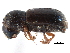  ( - CCDB-28939-F10)  @11 [ ] CreativeCommons - Attribution (2015) CBG Photography Group Centre for Biodiversity Genomics