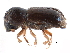  ( - CCDB-28939-F11)  @11 [ ] CreativeCommons - Attribution (2015) CBG Photography Group Centre for Biodiversity Genomics