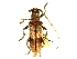  (Goes pulcher - CCDB-28941-C06)  @11 [ ] CreativeCommons - Attribution (2015) CBG Photography Group Centre for Biodiversity Genomics