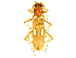 ( - CCDB-28941-G03)  @13 [ ] CreativeCommons - Attribution (2015) CBG Photography Group Centre for Biodiversity Genomics