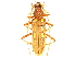  (Eburia quadrigeminata - CCDB-28941-G04)  @14 [ ] CreativeCommons - Attribution (2015) CBG Photography Group Centre for Biodiversity Genomics