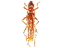  (Psyrassa unicolor - CCDB-28941-G08)  @14 [ ] CreativeCommons - Attribution (2015) CBG Photography Group Centre for Biodiversity Genomics