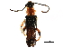  ( - CCDB-28941-G11)  @11 [ ] CreativeCommons - Attribution (2015) CBG Photography Group Centre for Biodiversity Genomics