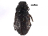  (Blapstinus moestus - CCDB-28942-D09)  @11 [ ] CreativeCommons - Attribution (2015) CBG Photography Group Centre for Biodiversity Genomics