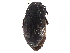  ( - CCDB-28942-D10)  @11 [ ] CreativeCommons - Attribution (2015) CBG Photography Group Centre for Biodiversity Genomics