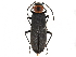  (Asclera - CCDB-28942-E11)  @15 [ ] CreativeCommons - Attribution (2015) CBG Photography Group Centre for Biodiversity Genomics