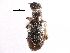  ( - CCDB-28942-H11)  @11 [ ] CreativeCommons - Attribution (2015) CBG Photography Group Centre for Biodiversity Genomics