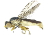  (Epichlorops ectyphus - CCDB-28943-A11)  @11 [ ] CreativeCommons - Attribution (2015) CBG Photography Group Centre for Biodiversity Genomics