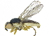  ( - CCDB-28943-B01)  @11 [ ] CreativeCommons - Attribution (2015) CBG Photography Group Centre for Biodiversity Genomics