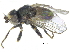  ( - CCDB-28943-B02)  @11 [ ] CreativeCommons - Attribution (2015) CBG Photography Group Centre for Biodiversity Genomics