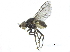  (Apallates dissidens - CCDB-28943-B05)  @12 [ ] CreativeCommons - Attribution (2015) CBG Photography Group Centre for Biodiversity Genomics