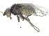  ( - CCDB-28943-B07)  @11 [ ] CreativeCommons - Attribution (2015) CBG Photography Group Centre for Biodiversity Genomics