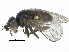  (Apallates montanus - CCDB-28943-B08)  @13 [ ] CreativeCommons - Attribution (2015) CBG Photography Group Centre for Biodiversity Genomics