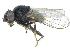  ( - CCDB-28943-D04)  @11 [ ] CreativeCommons - Attribution (2015) CBG Photography Group Centre for Biodiversity Genomics