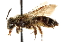  ( - CCDB-28944-C02)  @11 [ ] CreativeCommons - Attribution (2015) CBG Photography Group Centre for Biodiversity Genomics