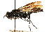  (Isodontia apicalis - CCDB-28944-C10)  @11 [ ] CreativeCommons - Attribution (2015) CBG Photography Group Centre for Biodiversity Genomics