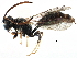  ( - CCDB-28944-F03)  @11 [ ] CreativeCommons - Attribution (2015) CBG Photography Group Centre for Biodiversity Genomics