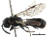  ( - CCDB-28944-G03)  @14 [ ] CreativeCommons - Attribution (2015) CBG Photography Group Centre for Biodiversity Genomics